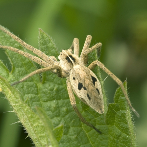 Nursery Web Spider