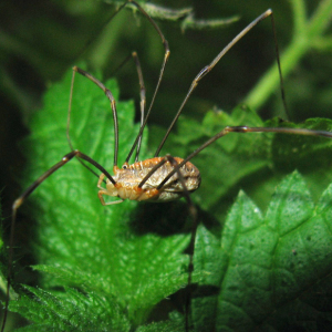 Harvestman