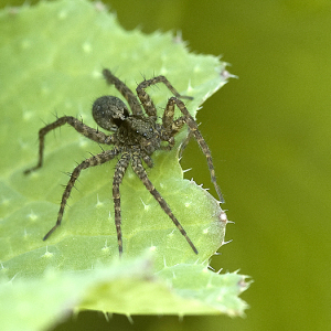 Wolf Spider