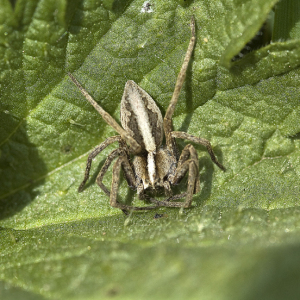 Nursery Web Spider