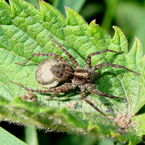 Wolf spider
