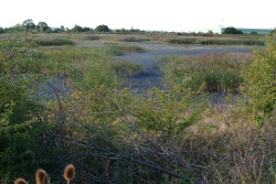Dry end of Slurry Lagoon