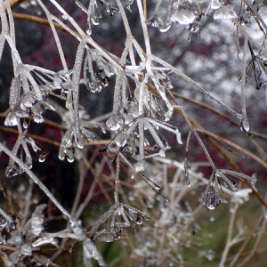 Frozen Umbellifers