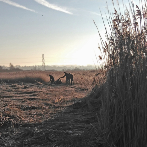 IMAG0054b-Working-in-the-Reed-bed
