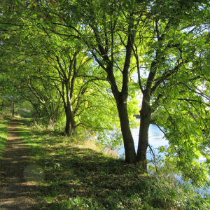 Riverside Walk