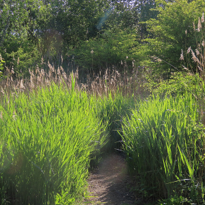 IMG_0574a-Reed-Bed-Safari-Path