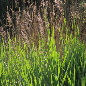 IMG_0576a-Old-reeds-new-reeds