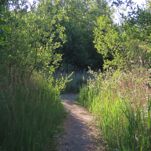 IMG_0577a-Reed-Bed-Safari-Path