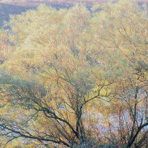 Deep Pit willow