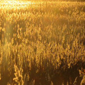 Slurry Lagoon - Backlit reedbed