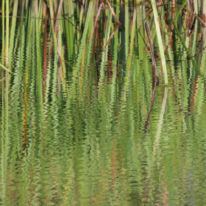 IMG_2848a-Reflections