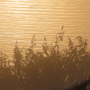 IMG_3678a-Reeds-Mist-and-Water