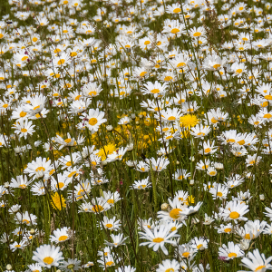 IMG_4525a-Ox-eye-Daisies