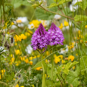 IMG_4600a-Pyramidal-Orchids