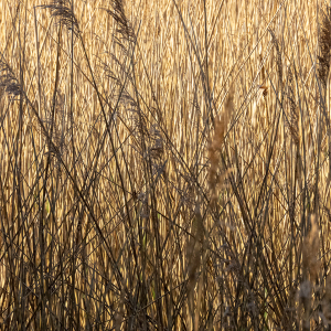 IMG_4762a-Reeds