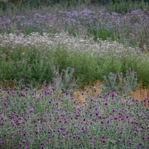 IMG_5715a-Thistles-across-the-river-