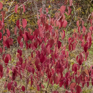 IMG_6544a-Dogwood