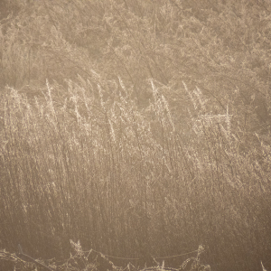IMG_7327a-Sepia-seed-heads