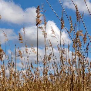 IMG_7766a-Reeds-and-Clouds