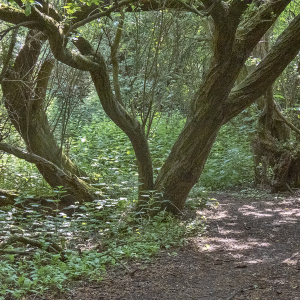 IMG_8466a-Willow-Walk