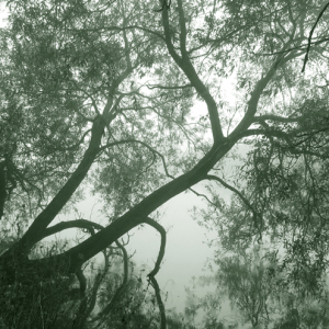 Mist on the River