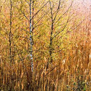 Birch and Reeds