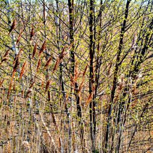Birch and Reeds