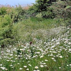 Deep Pit bank