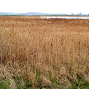 Slurry Lagoon Reedbed