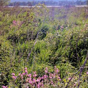 Gravel Pits and Red Campion