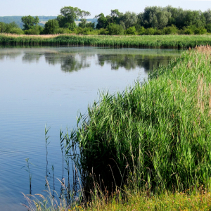 Slurry Lagoon