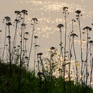 Dead Tansy stalks against the river