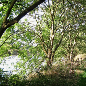 Riverside Walk