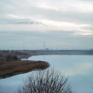 Lapwings over the Deep Pit