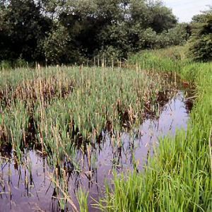 Willow Pond