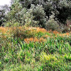 Willow Pond