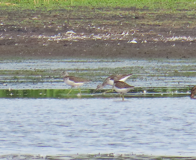 IMG_1623a - Greenshank
