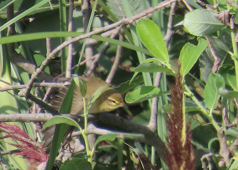 IMG_1707a - Willow Warbler
