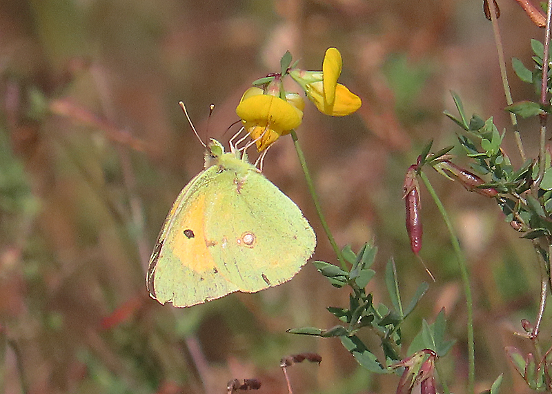 IMG_1711a - Clouded Yellow