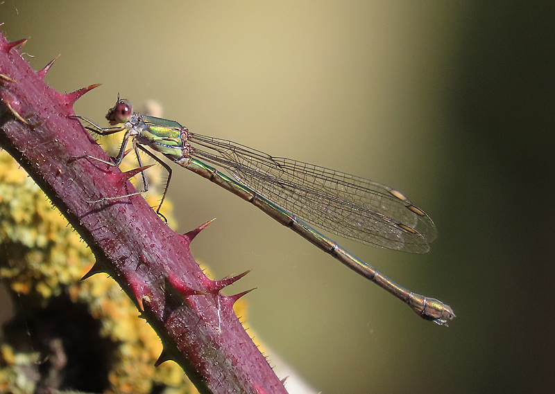 IMG_1727a - Willow Emerald